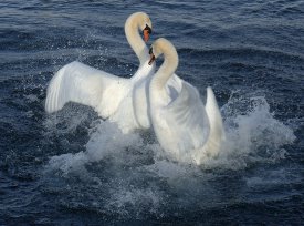 060218_1175atn.jpg